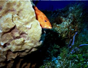 coral grouper in sponge, cozumel  sea&sea mx10 by JIMI DRAKE 